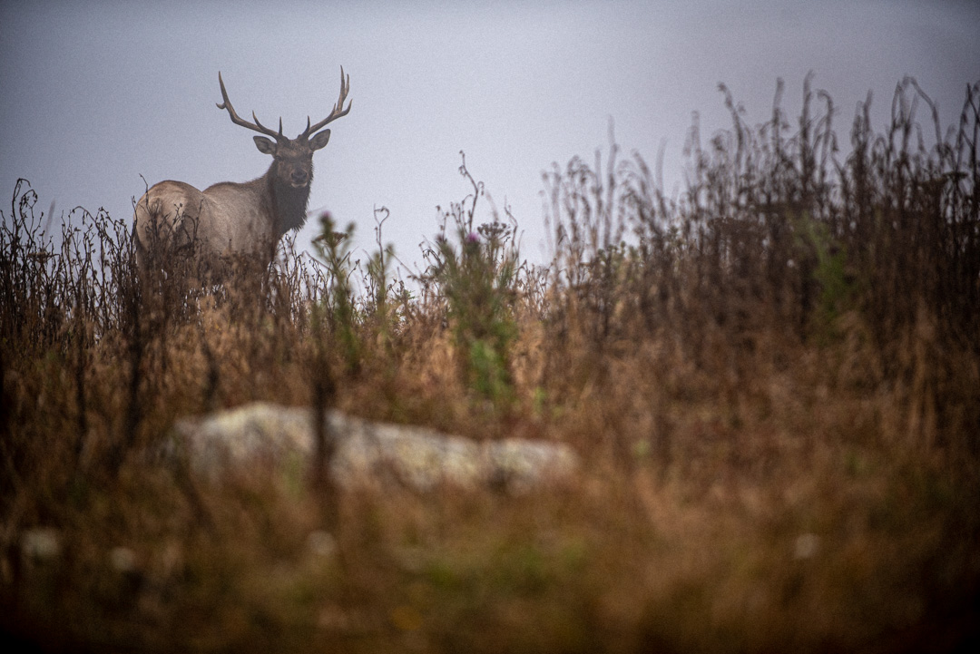 Bull Tule Elk at Point Reyes in the fog.