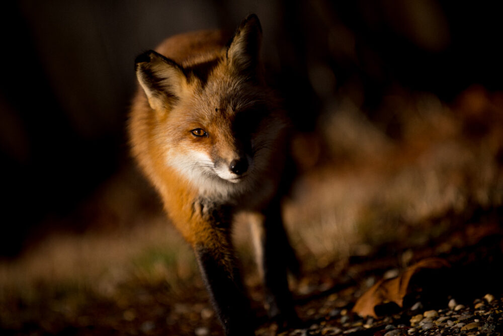 an adult red fox approaches the photographer at C&O Canal in Potomac, Maryland.
